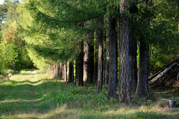 Fototapeta premium trees in the forest