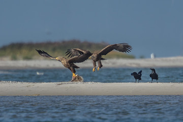 seeadler am meer