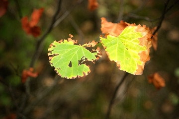 Colorful yellow and green leaves on an Autumn forest. Season specifics. Autumn impressions.