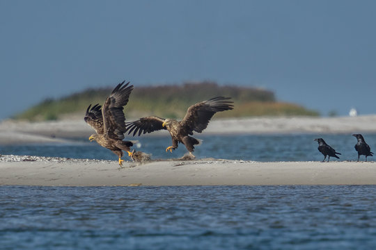 seeadler an der k&uuml;ste