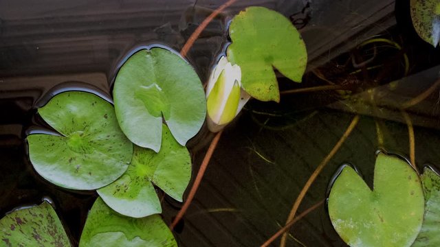 Yellow flower of water lily closing blossom in time lapse in sunny day