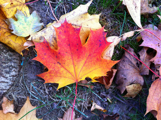 Maple leaf, autumn leaves on the grass