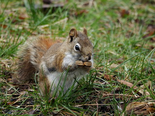 Naklejka na ściany i meble American red squirrel (Tamiasciurus hudsonicus) eating in the grass, Ontario, Canada