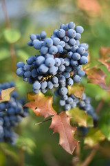 Reife Früchte der Mahonie (Mahonia)