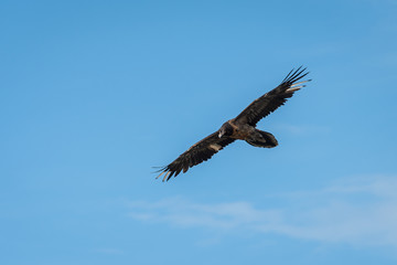 A juvenile bearded vulture in flight, blue sky