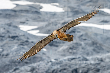 An adult bearded vulture in flight, alps in South Tyrol
