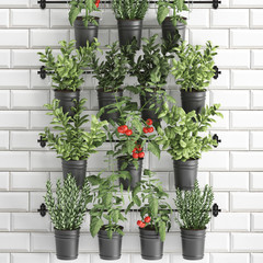 Decorative plants for the kitchen on railing in a bucket	