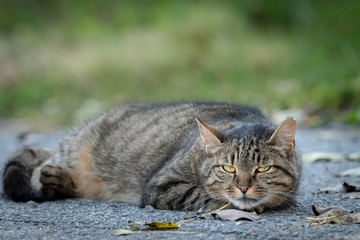 Naklejka na ściany i meble A tabby cat lying on the ground