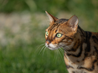 Naklejka na ściany i meble A cute little Bengal cat gazing intently