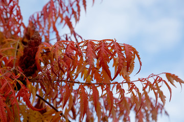 Essigbaum / Hirschkolbensumach