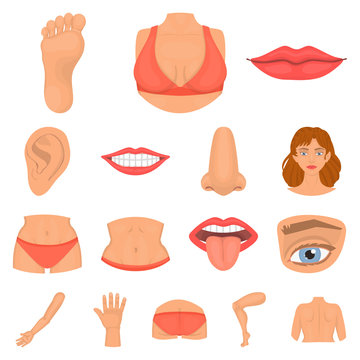 Isolated object of body and part sign. Collection of body and anatomy stock vector illustration.