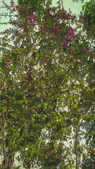 Green leaves and flowers covering the white wall of the house. Plant texture.