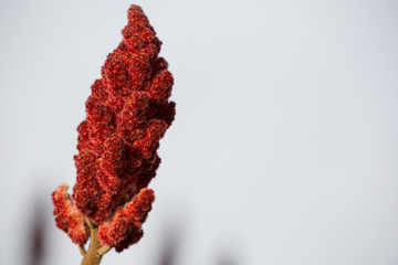 Essigbaum / Hirschkolbensumach