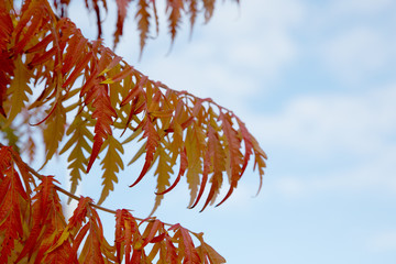 Essigbaum / Hirschkolbensumach
