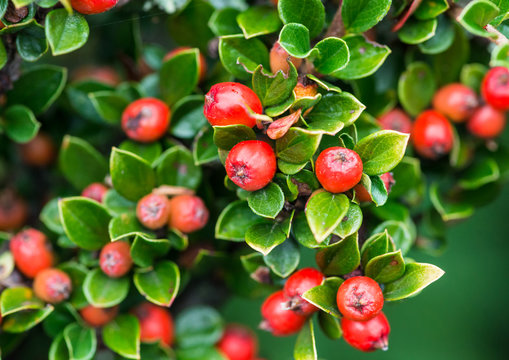 Cotoneaster Berries