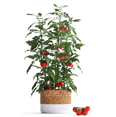 Decorative tomato on a white background in pots