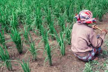 old man farmer sitting near young rice in rice field