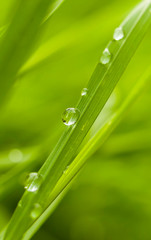 Fototapeta premium water drops on green grass