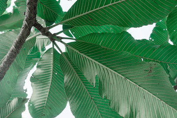 tropical foliage plant vintage color bright background