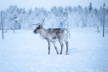 Reindeer standing on a snow and looking left in Äkäslompolo, Lapland, Finland
