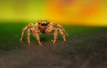 Jumping spider	