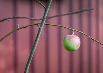 Red and Green Apple Suspended in the Air - 290275073