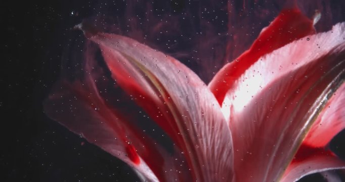 Macro video of Tropical Red Flower, Covered in Pollen on the Black Background. 