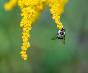 Bumblebee Hanging from a Goldenrod Plant - 290275202