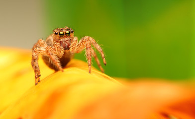 spider on a leaf