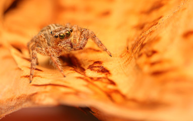 Jumping spider	