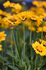 Mädchenauge (Coreopsis grandiflora)