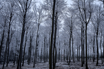 Winterwald