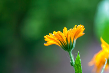 yellow flower on a green background, raindrops on a flower