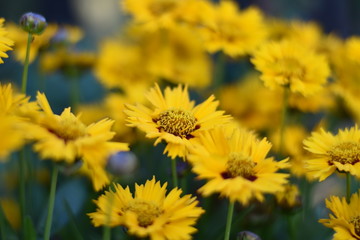 Mädchenauge (Coreopsis grandiflora)