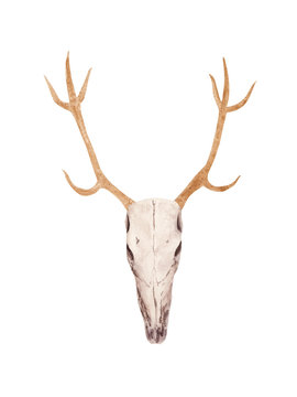 Hand drawn Watercolor deer skull with gold horns. Halloween boho style illustration.