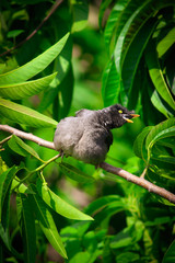 bird on a branch