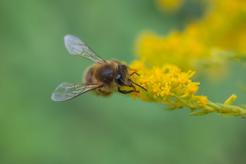 Bee on goldenrod flower - Solidago