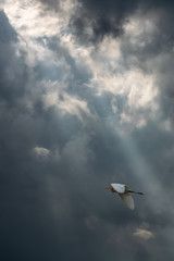 bird and the sun rays