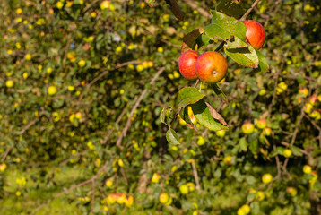 Red apples hanging on the tree, Euskadi