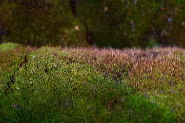 background photo of green moss