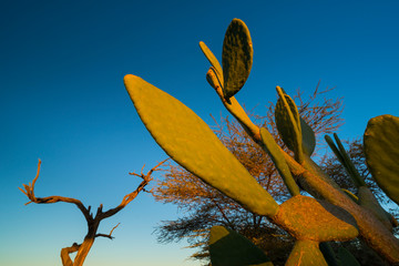 Solitaire, Namib Naukluft National Park, Namibia, Africa