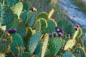 Prickly pear cactus Opuntia ficus-indica
