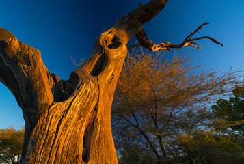 Solitaire, Namib Naukluft National Park, Namibia, Africa