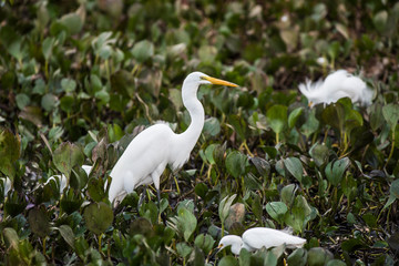 Great White Egret in forest environment, Pantanal,Brazil