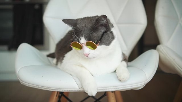 Funny, beautiful cat puts on sunglasses. sitting on a stylish chair. Background bright room. Close-up portrait shot. Gray-white fur color pet. Smart, trained, home scholar animal.
