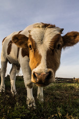Young bull on summer field