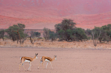 Springbok (Antidorcas marsupialis), Namib Naukluft National Park, Namibia, Africa