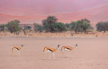 Springbok (Antidorcas marsupialis), Namib Naukluft National Park, Namibia, Africa