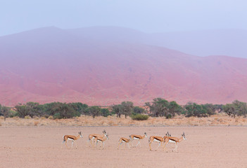 Springbok (Antidorcas marsupialis), Namib Naukluft National Park, Namibia, Africa