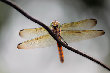 dragonfly on green background